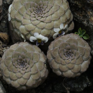 Viola atropurpurea